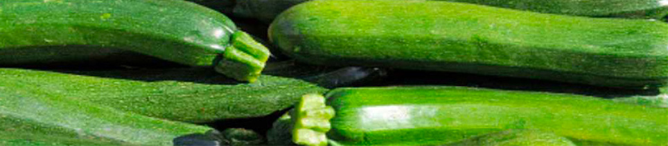 zucchino-chiaro
